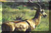 Deerpack.jpg (32589 bytes)